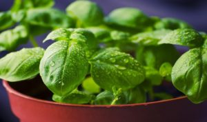 Read more about the article Substitutes for basil