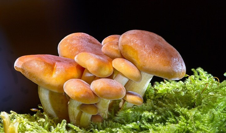 Read more about the article Substitute for mushrooms