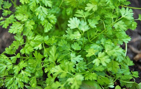 substitute dill chervil