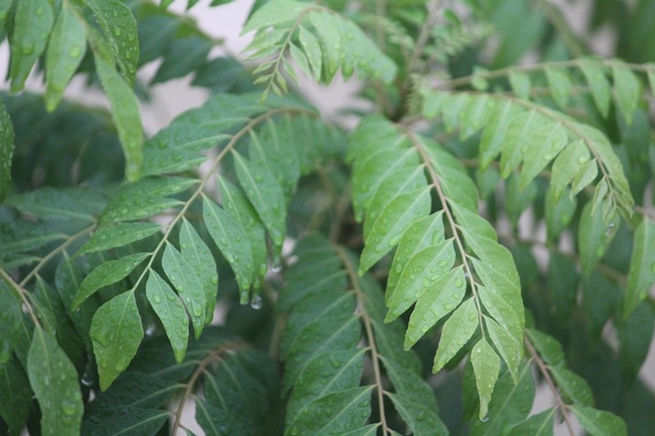 You are currently viewing Substitute for Curry Leaves