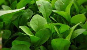 Read more about the article Substitute for Arugula