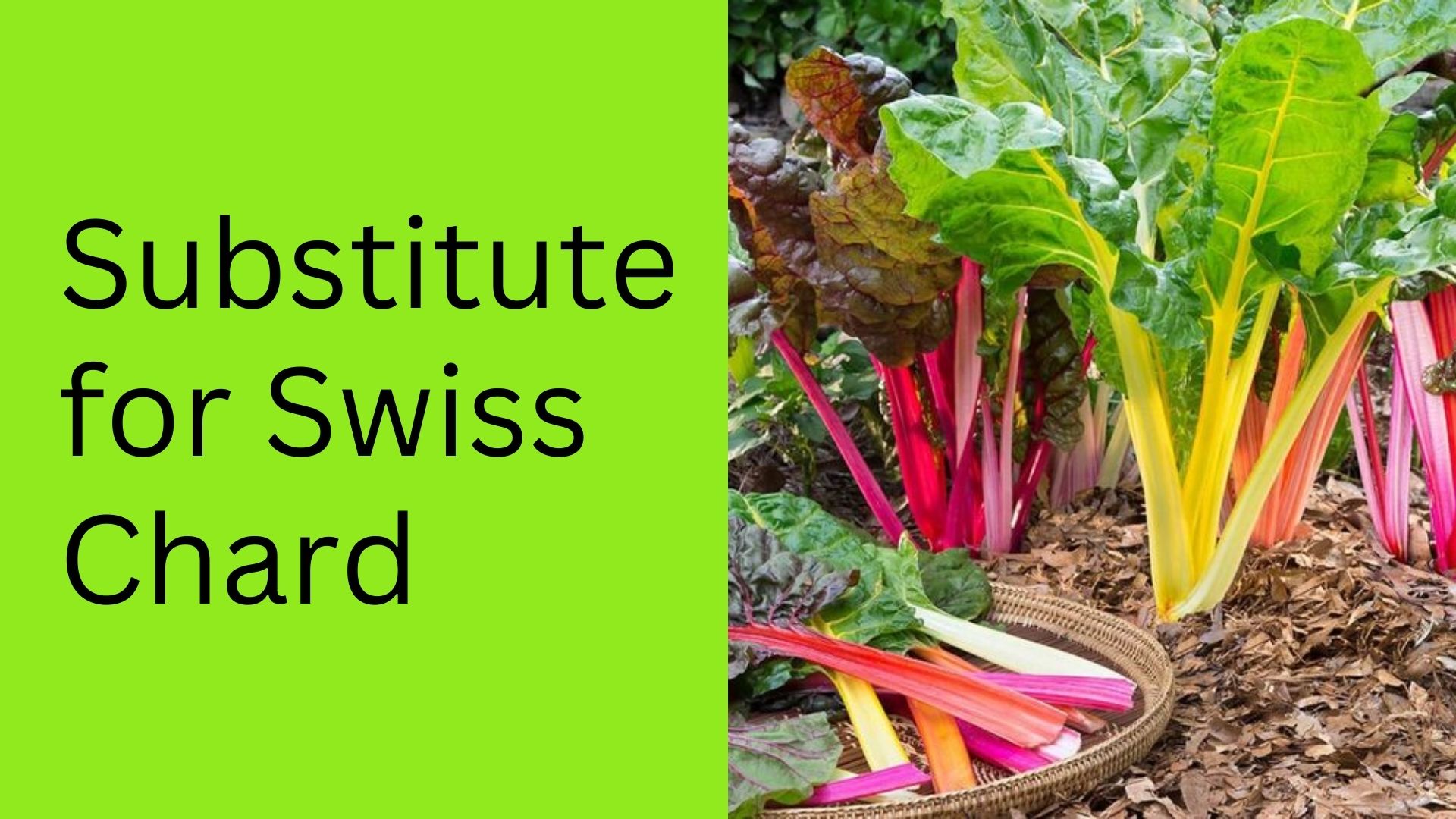 Substitute for Swiss Chard